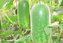 爆料吃瓜真人图片大全高清